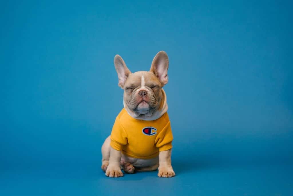 How To Manufacture Pet Products