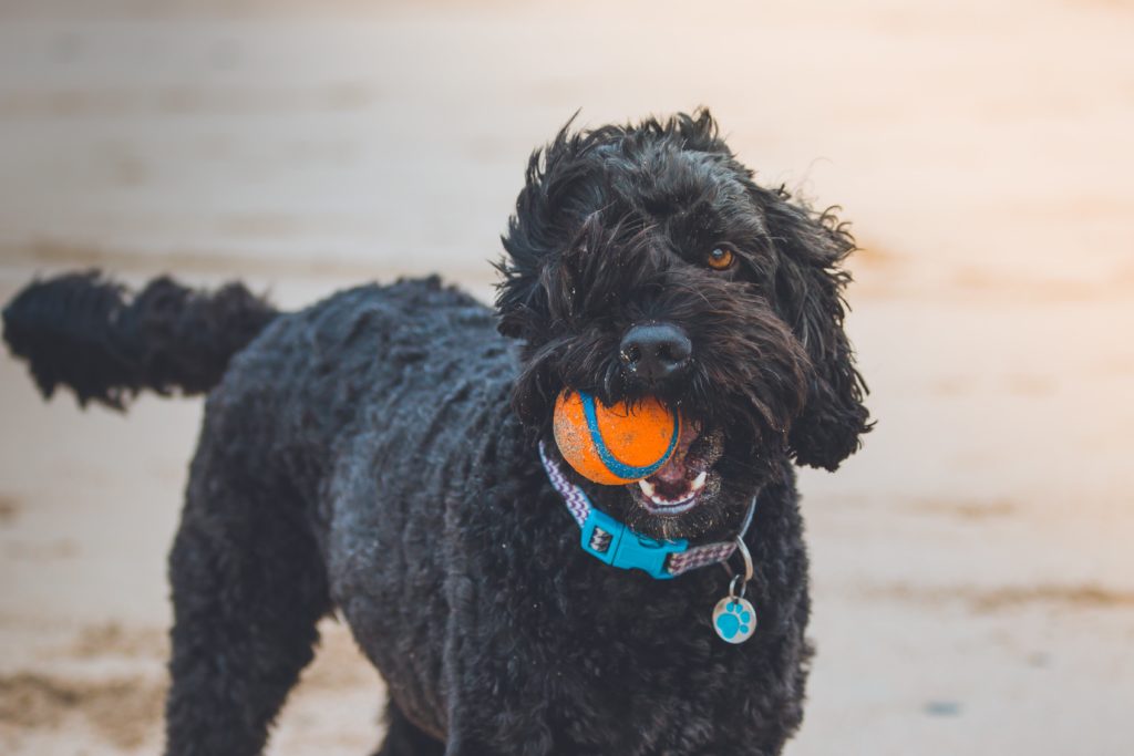 Selecting a Dog Product Manufacturer: Quality, Compliance, and Scalability Considerations for 2025